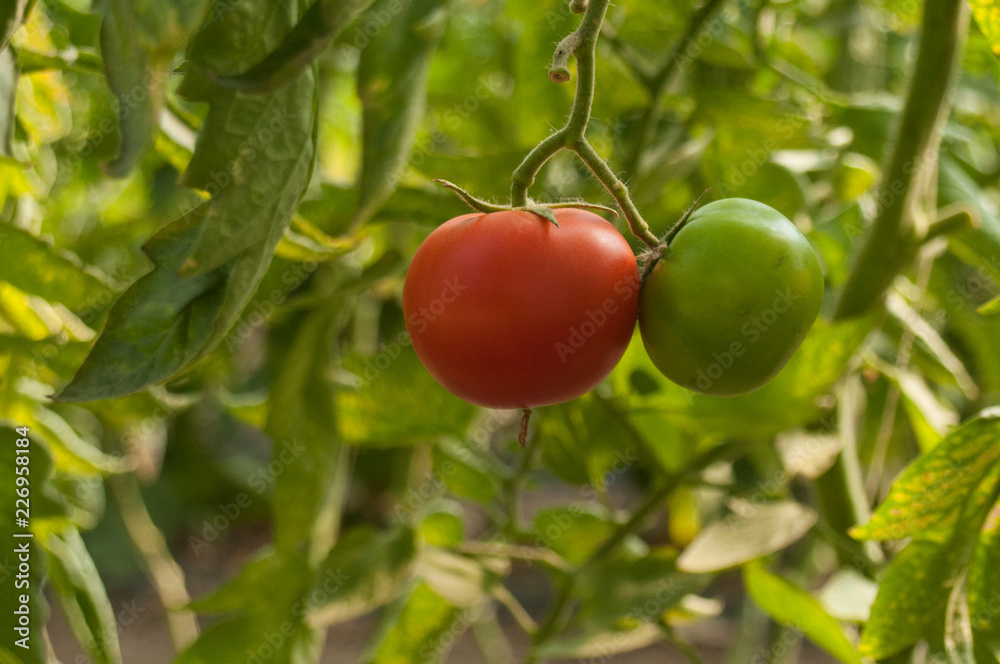 closeup  of tomatoes in a green house