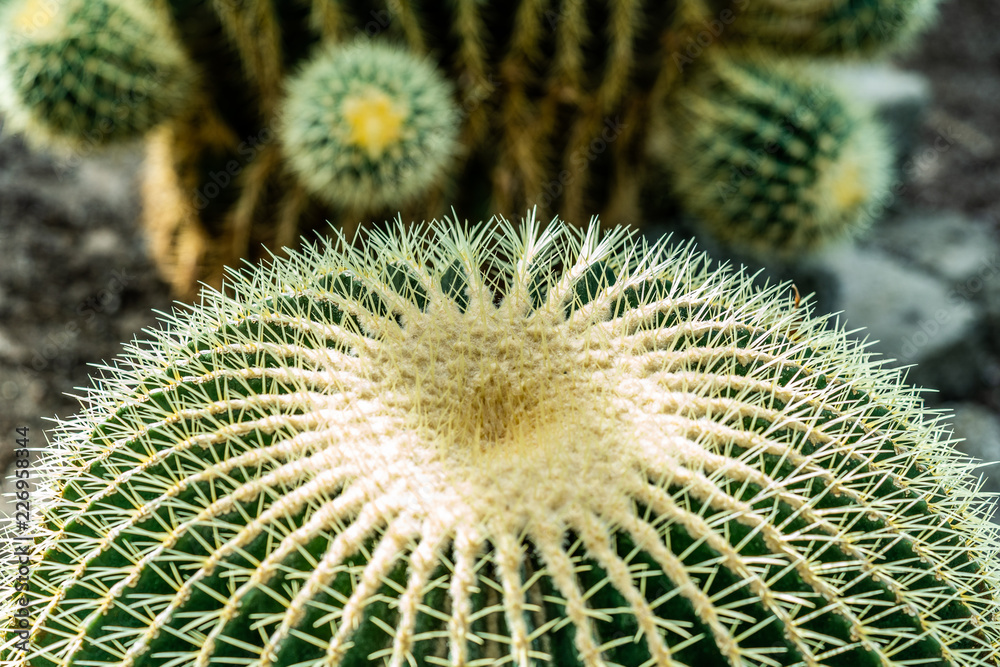cactus plant close-up