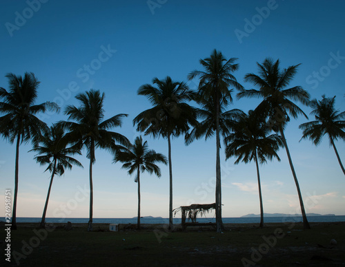 Coconut trees at the beach and blue sky