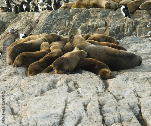 Colony Of Sea Lions Resting On A Small Island On The Beagle Channel, Tierra Del Fuego, Argentina