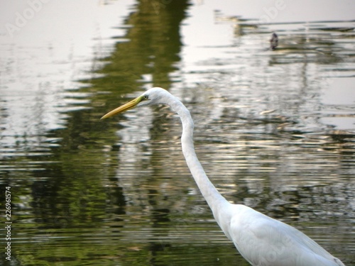 great egret in water