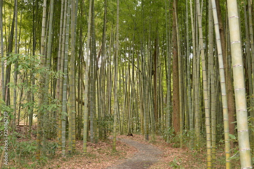 bamboo of Toraya Kobo