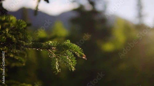 Close-Up of Spruce Branch at Sundown in South-Central Alaska photo