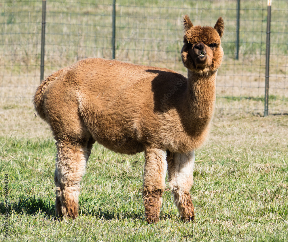 Alpaca on a farm in Skagit Valley, Washington state, USA Alpaca on a farm in Skagit Valley, Washington state, USA