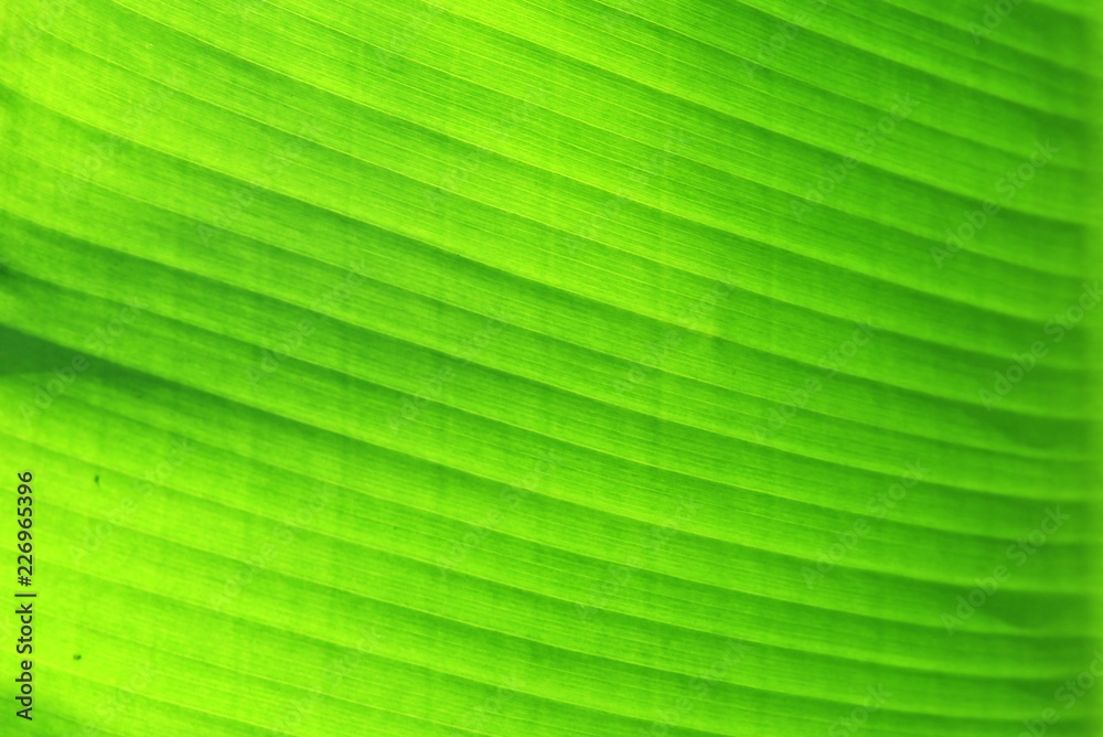 green nature Banana leaf texture background. graphic resources for tropical spa and resort relaxing concept. green nature Banana leaf texture background. graphic resources for tropical spa and resort relaxing concept.
