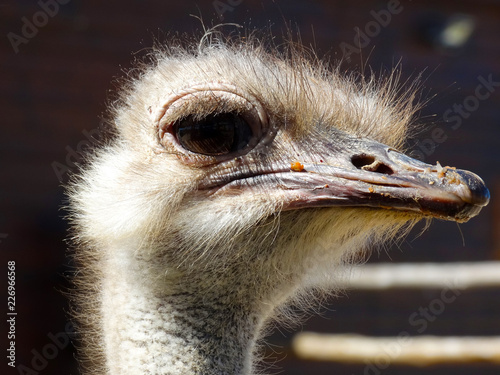 Animal ostrich
