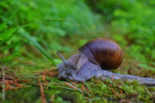 Einfach Schneck - sehr sehr langsame Tier photo