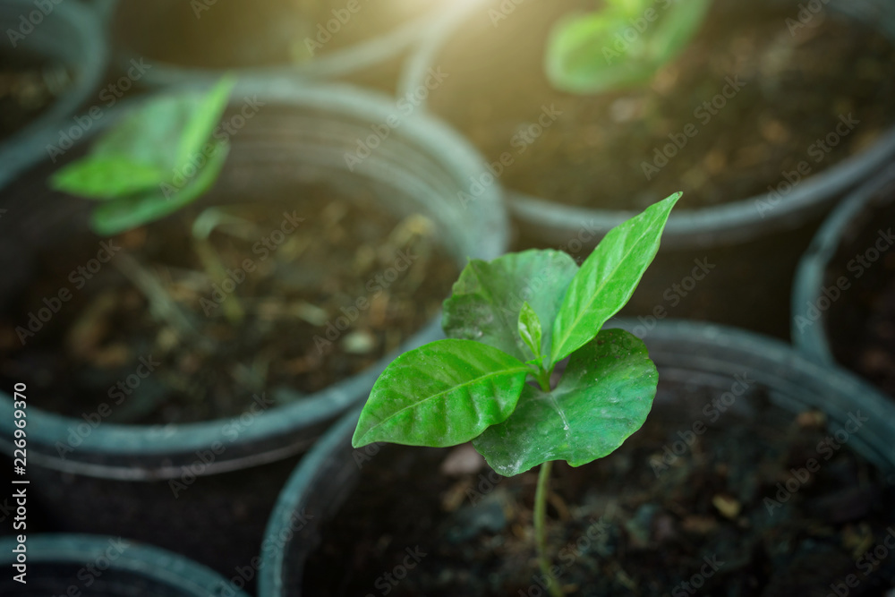 Young coffee plants Young coffee plants