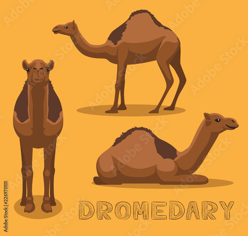 Camel Dromedary Cartoon Vector Illustration