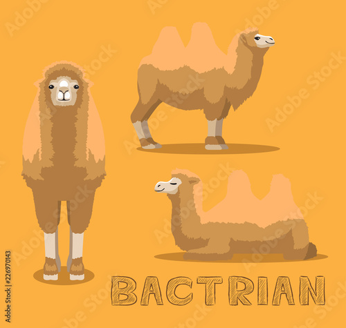 Camel Bactrian Cartoon Vector Illustration