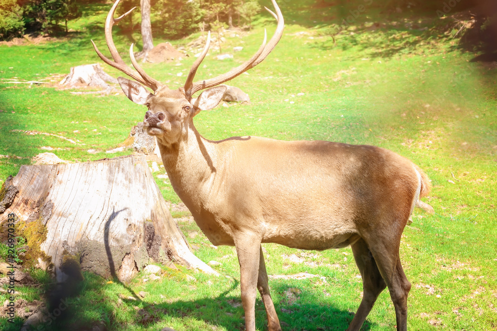 Fototapeta premium Deer with big antlers standing on meadow