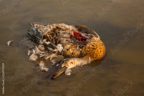 Dead duck 