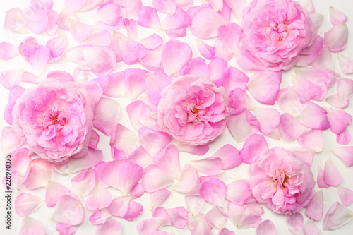 Pink rose flowers isolated on white background. top view