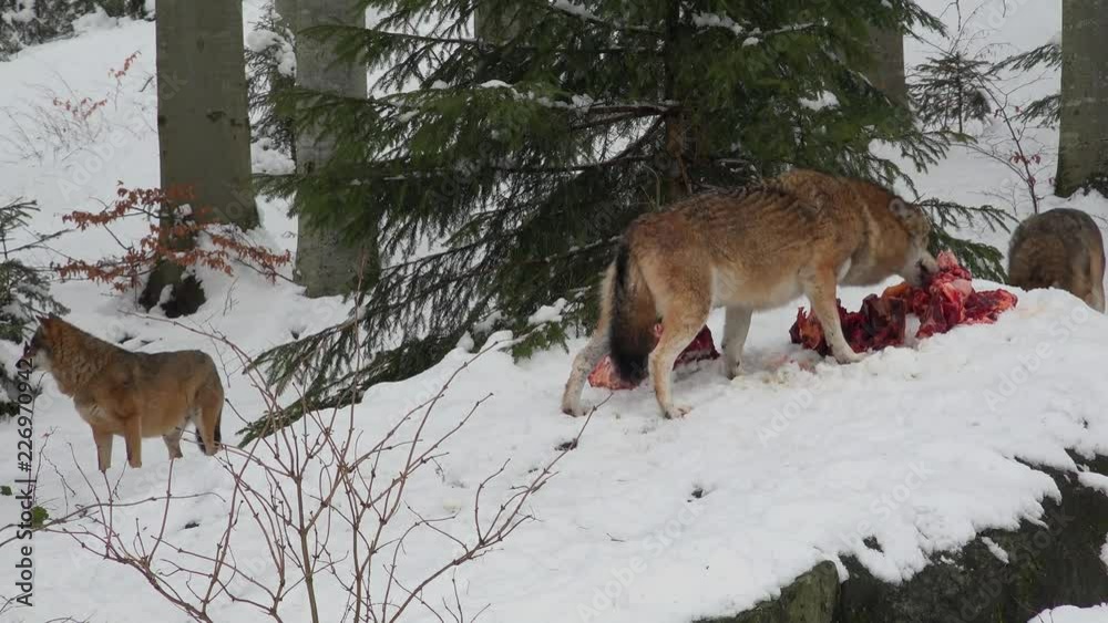 Wolf in the Bavarian Forest National Park, Bavaria, Germany Wolf in the Bavarian Forest National Park, Bavaria, Germany