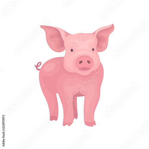 Little piglet standing isolated on white background. Farm pig with pink skin  flat snout  swirling tail and big ears. Vector design