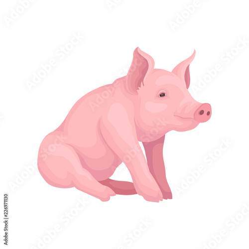 Big pink pig sitting isolated on white background. Farm animal with flat snout, hooves and big ears. Vector design