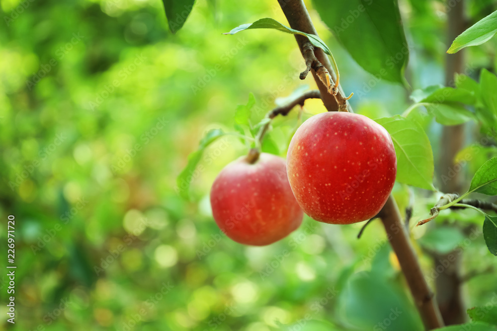 Ripe juicy apples on tree branch in garden Ripe juicy apples on tree branch in garden