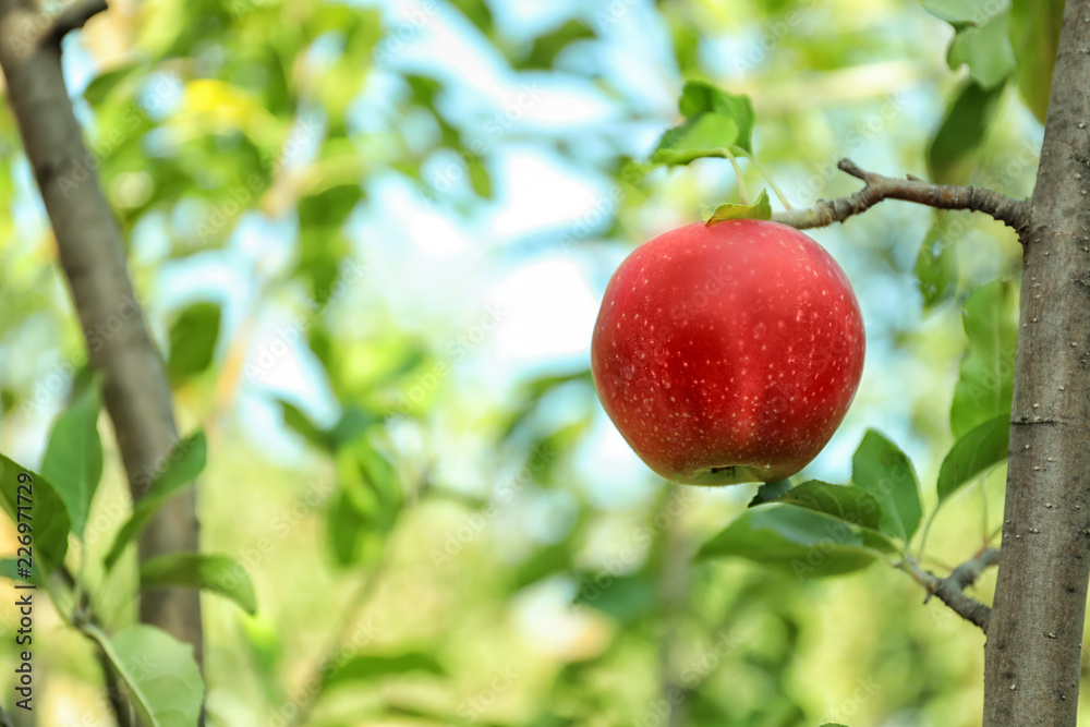Ripe juicy apple on tree branch in garden Ripe juicy apple on tree branch in garden
