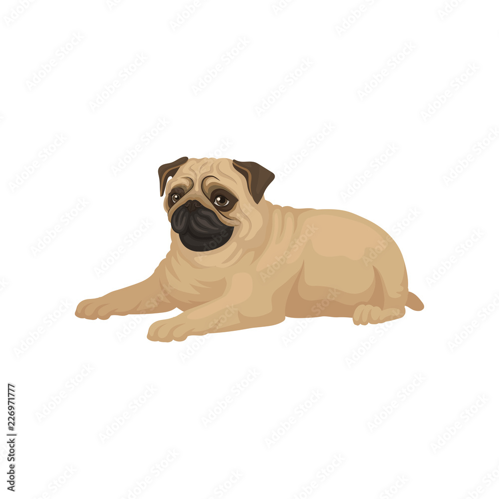 Cute pug puppy lying isolated on white background. Small dog with short muzzle, beige coat and shiny eyes. Flat vector icon