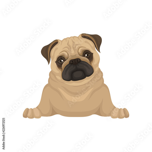 Portrait of lying pug puppy, front view. Small dog with beige coat, adorable wrinkled muzzle and shiny eyes. Flat vector design