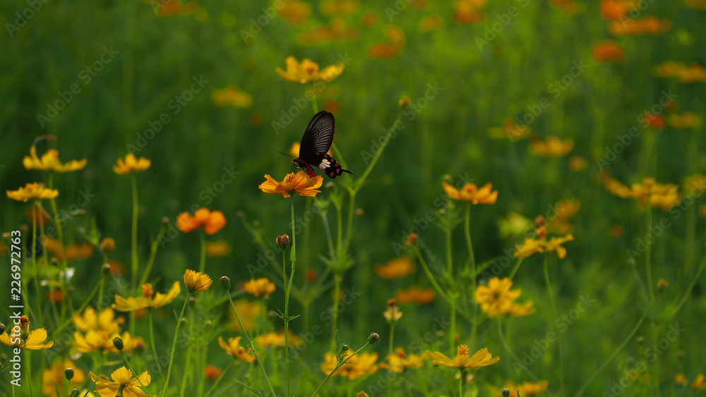 Fototapeta premium Beautiful butterfly Sweet water from yellow pollen.