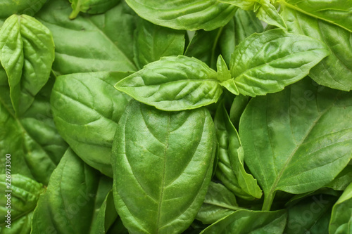 Fresh green basil, closeup