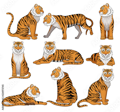 Vector set of tiger in different poses. Large wild cat with orange fur and black stripes. Powerful predatory animal. Wildlife theme
