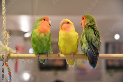 parrots of Kotori Cafe OMOTESANDO photo