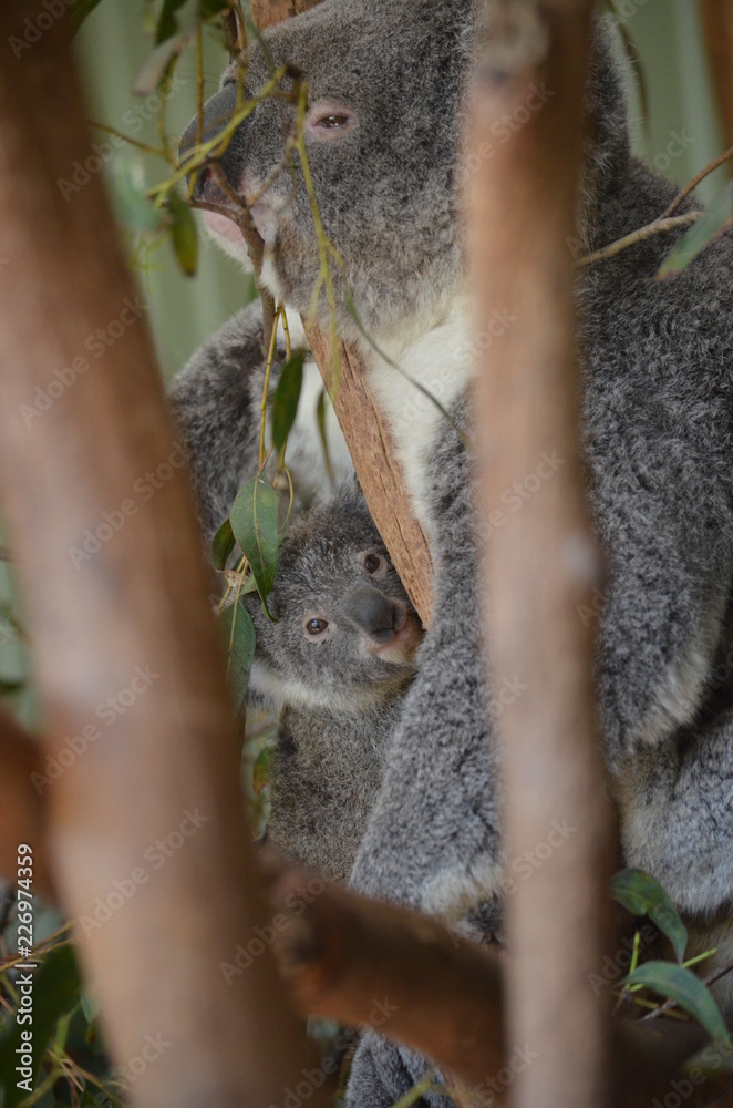 Obraz premium koala in a tree