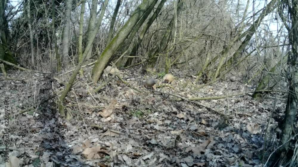 Group of Female of Common Pheasant (Phasianus Colchicus) eats in winter morning in a wood camouflaged with the background. Pheasant is a game bird in the pheasant family (Phasianidae). Wildlife Video. Group of Female of Common Pheasant (Phasianus Colchicus) eats in winter morning in a wood camouflaged with the background. Pheasant is a game bird in the pheasant family (Phasianidae). Wildlife Video.