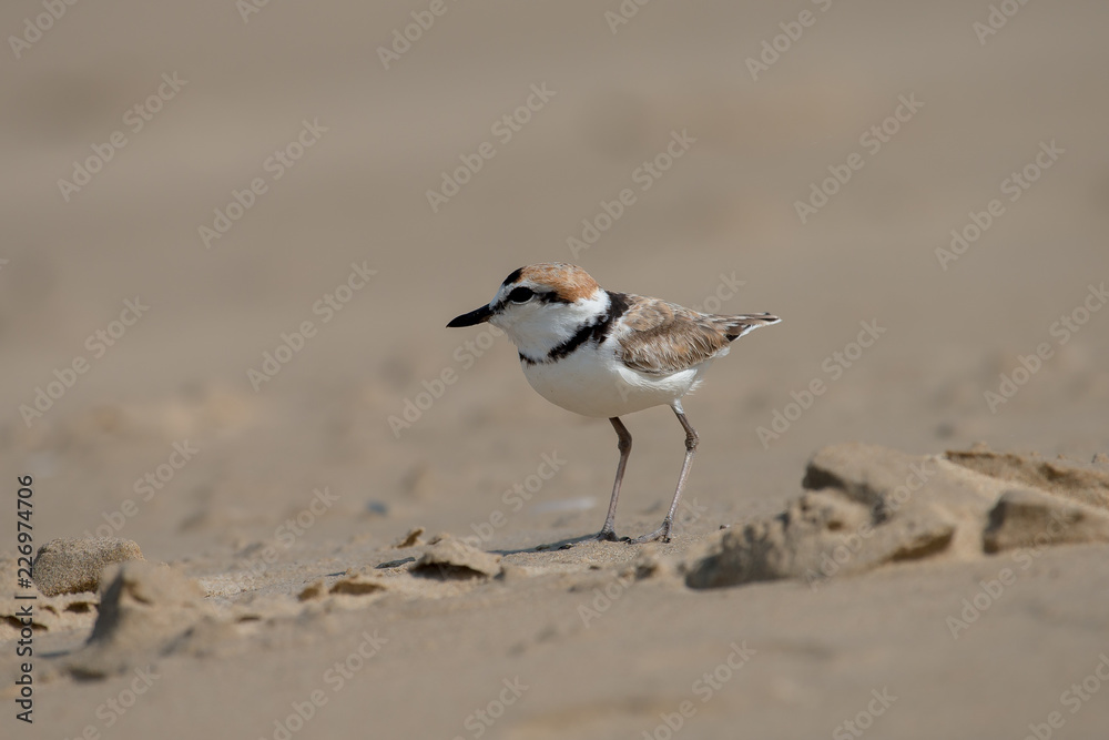 Malaysian plover is a small wader that nests on beaches and salt flats in Southeast Asia. Malaysian plover is a small wader that nests on beaches and salt flats in Southeast Asia.