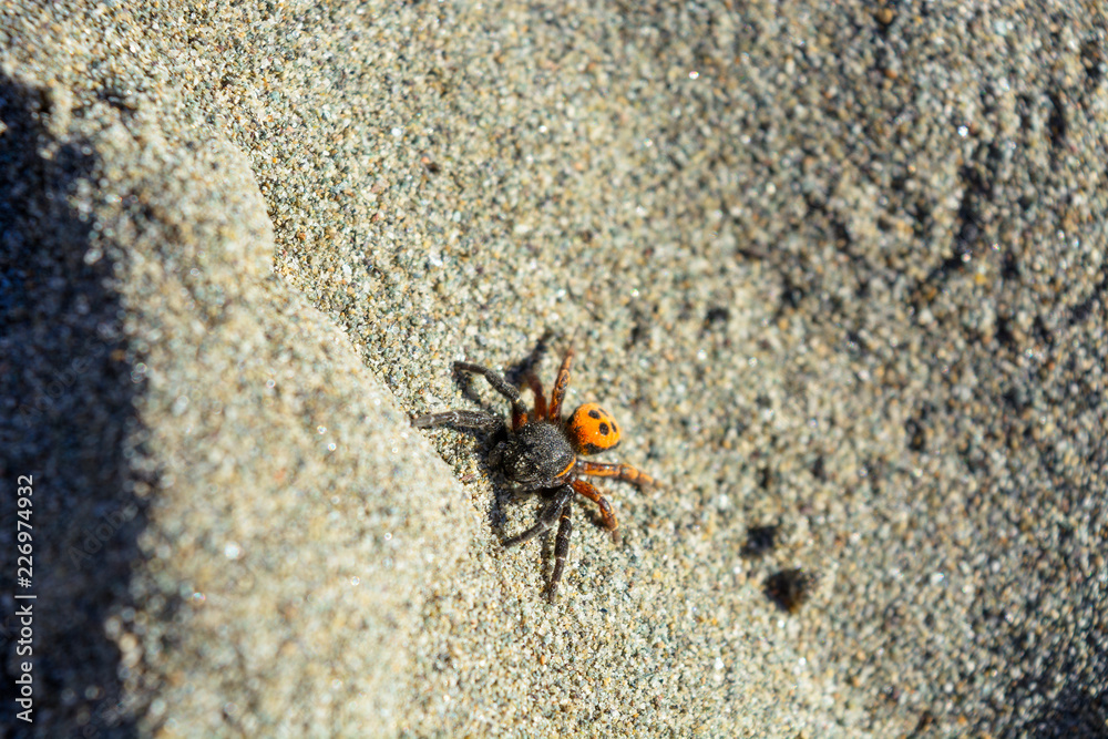 Poison spider Eresus crawling on the sandy beach. Danger of resting in the wild nature Poison spider Eresus crawling on the sandy beach. Danger of resting in the wild nature
