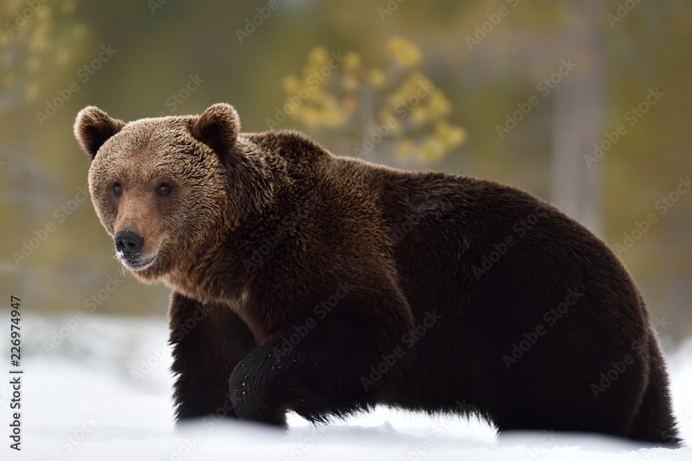 Obraz premium Brown bear walking on snow