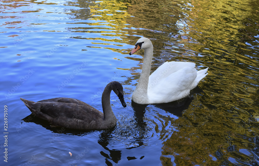 Fototapeta premium Swans lake on the pond