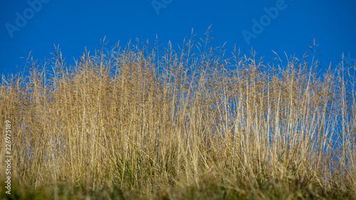 Gräser vor blauen Himmel