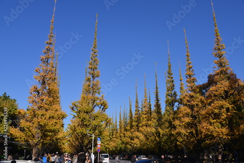 landscape of Jingu Gaien Icho Namiki Avenue photo