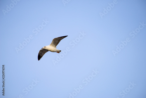 flying seagull at bangpu recreation center samut prakan thailand