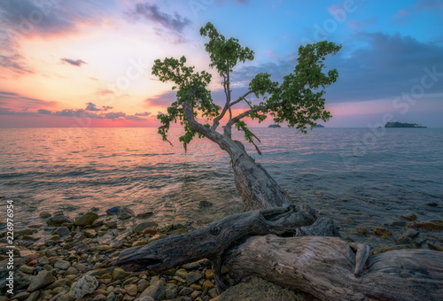 tree on the beach