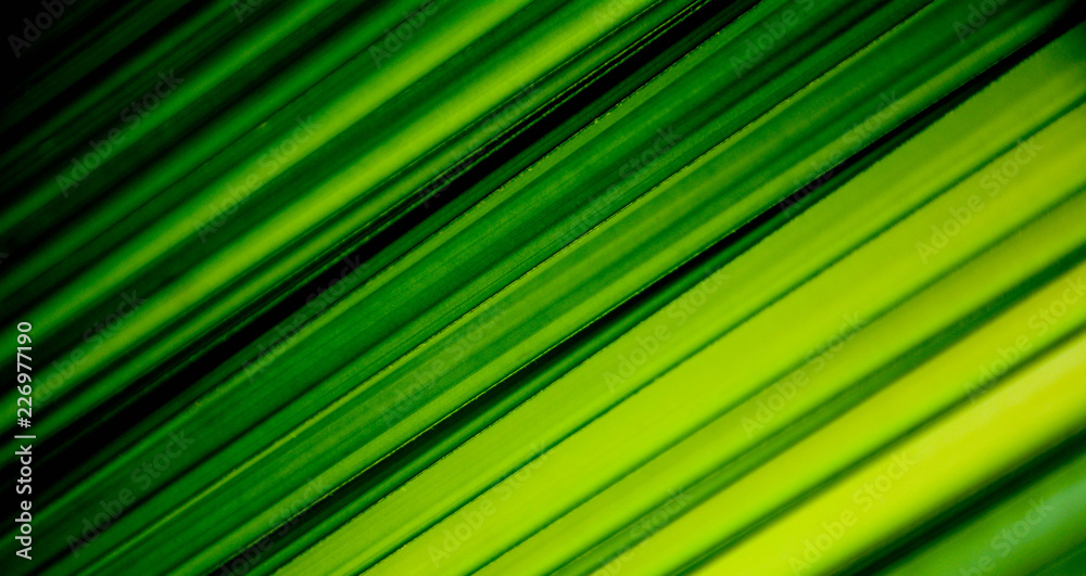 green and yellow leaf texture for background green and yellow leaf texture for background