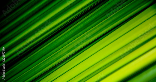 green and yellow leaf texture for background © sema_srinouljan