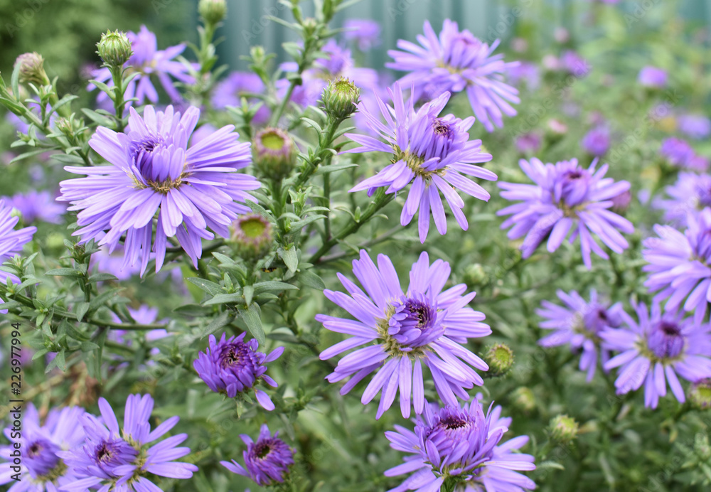 Background lilac flowers. Background lilac flowers.
