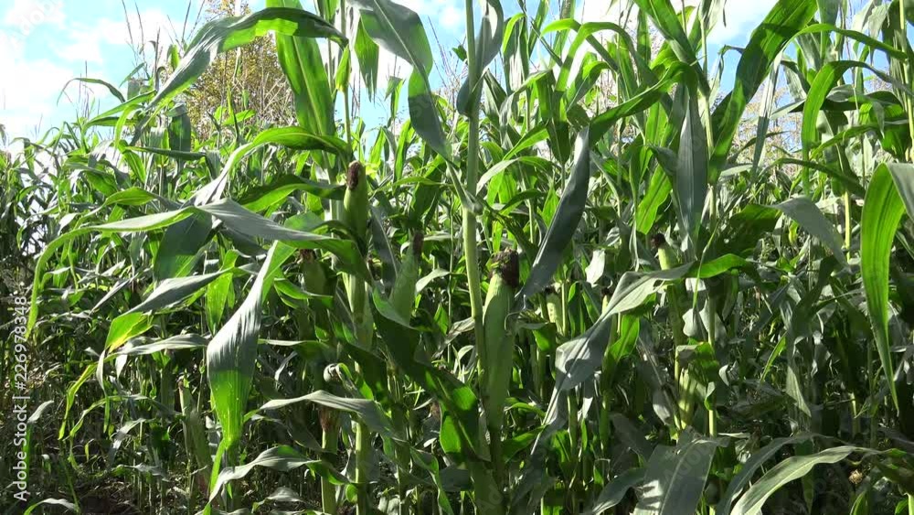 Maize, also known as corn, is a cereal grain first domesticated by indigenous peoples in southern Mexico about 10,000 years ago. 