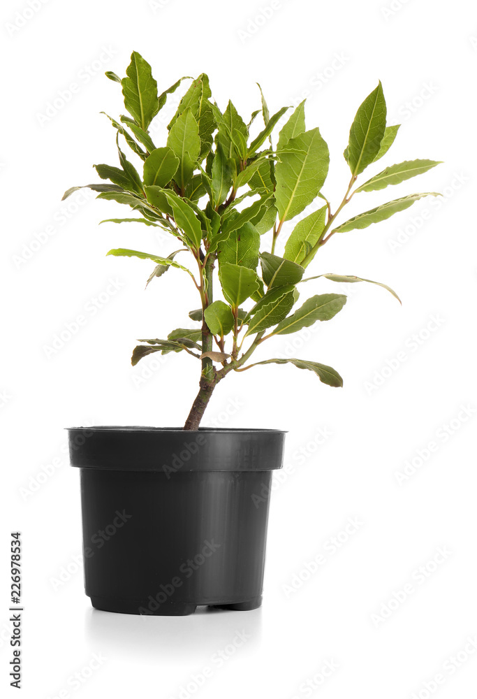 Pot with bay tree on white background Pot with bay tree on white background