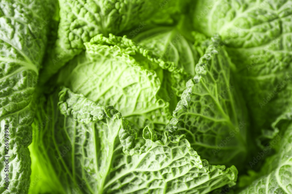 Fresh savoy cabbage, closeup