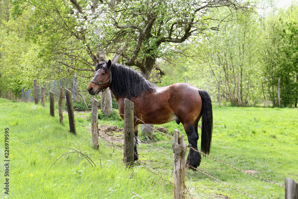 Brown power horse on enclosure at the meadow pasture, standing by the fence. Brown power horse on enclosure at the meadow pasture, standing by the fence.