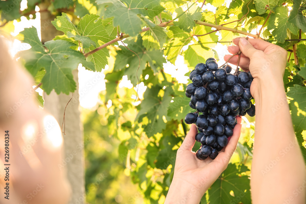 Obraz premium Woman picking fresh ripe juicy grapes in vineyard