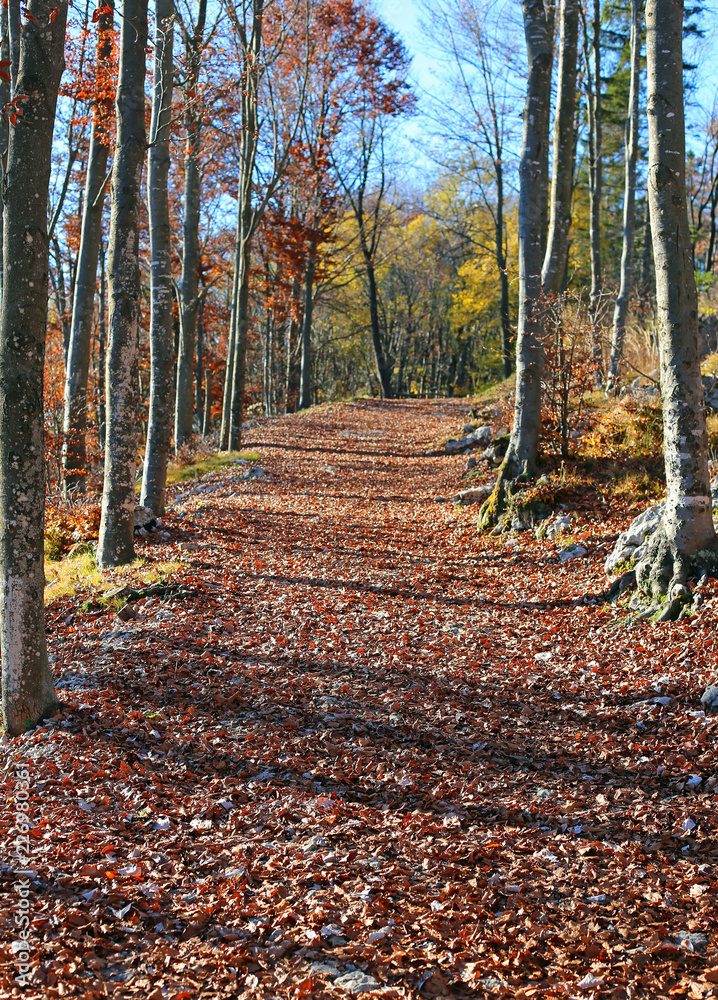path in the woods in autumn with dried leaves path in the woods in autumn with dried leaves