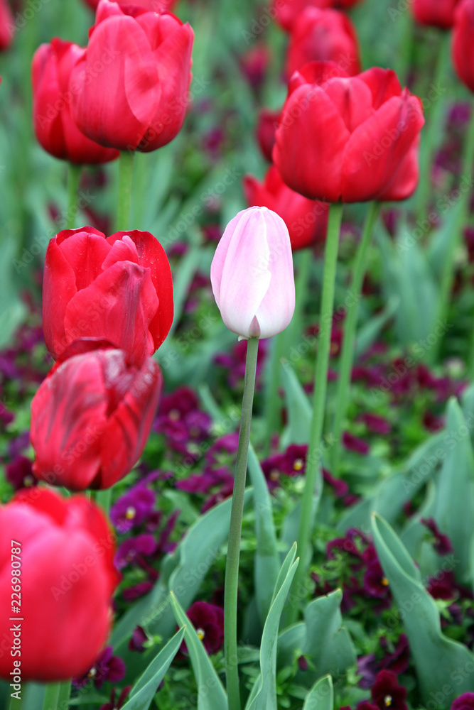Beautiful display of tulips in a variety of colours at Floriade, Canberra Beautiful display of tulips in a variety of colours at Floriade, Canberra
