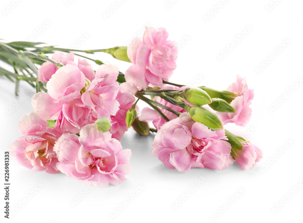 Beautiful pink flowers on white background