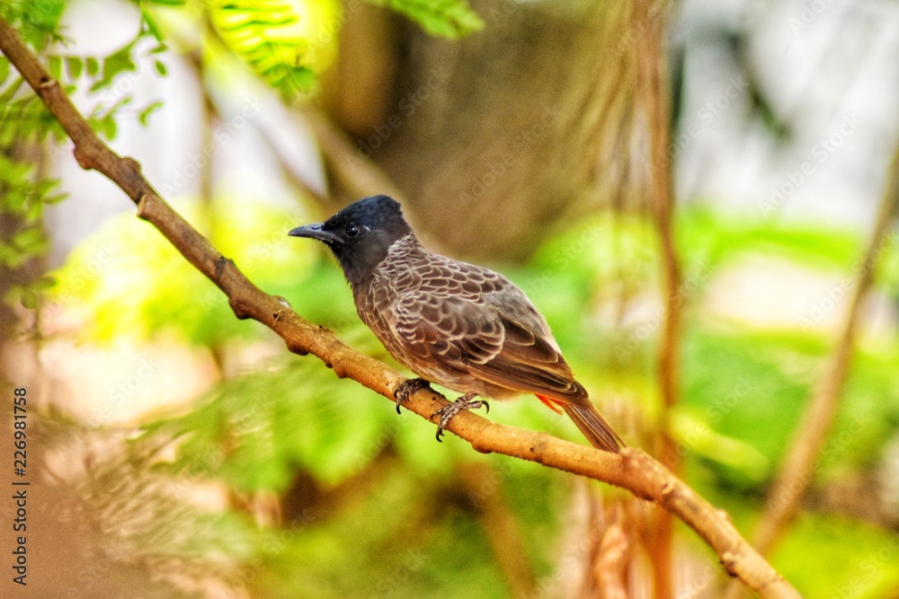 Fototapeta premium bird on a branch